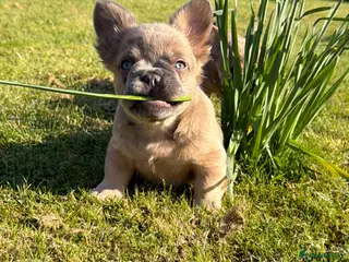 French Bulldog dogs 2 gorgeous French bulldog puppies - Advert 4