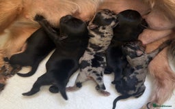 Mixed Breed dogs for sale: French yorkie (frorkie) puppies  - Image 13