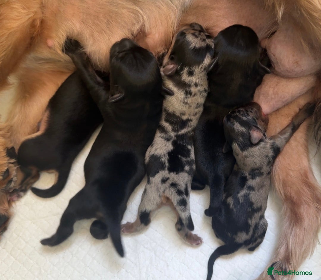 Mixed Breed dogs for sale: French yorkie (frorkie) puppies  - Image 13
