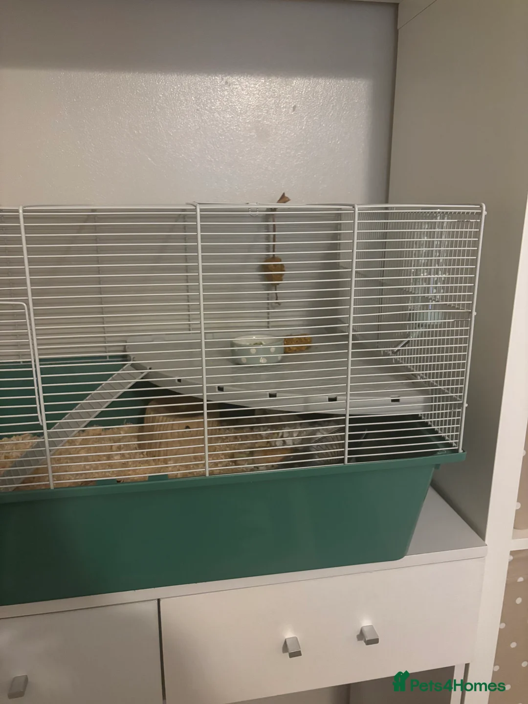Hamster rodents for sale: Hamster and cage setup for sale. - Advert 3