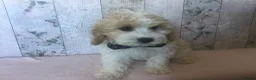 Cavapoo dogs for sale: Adorable Cockalierpoo pups ( so cute) - Advert 9