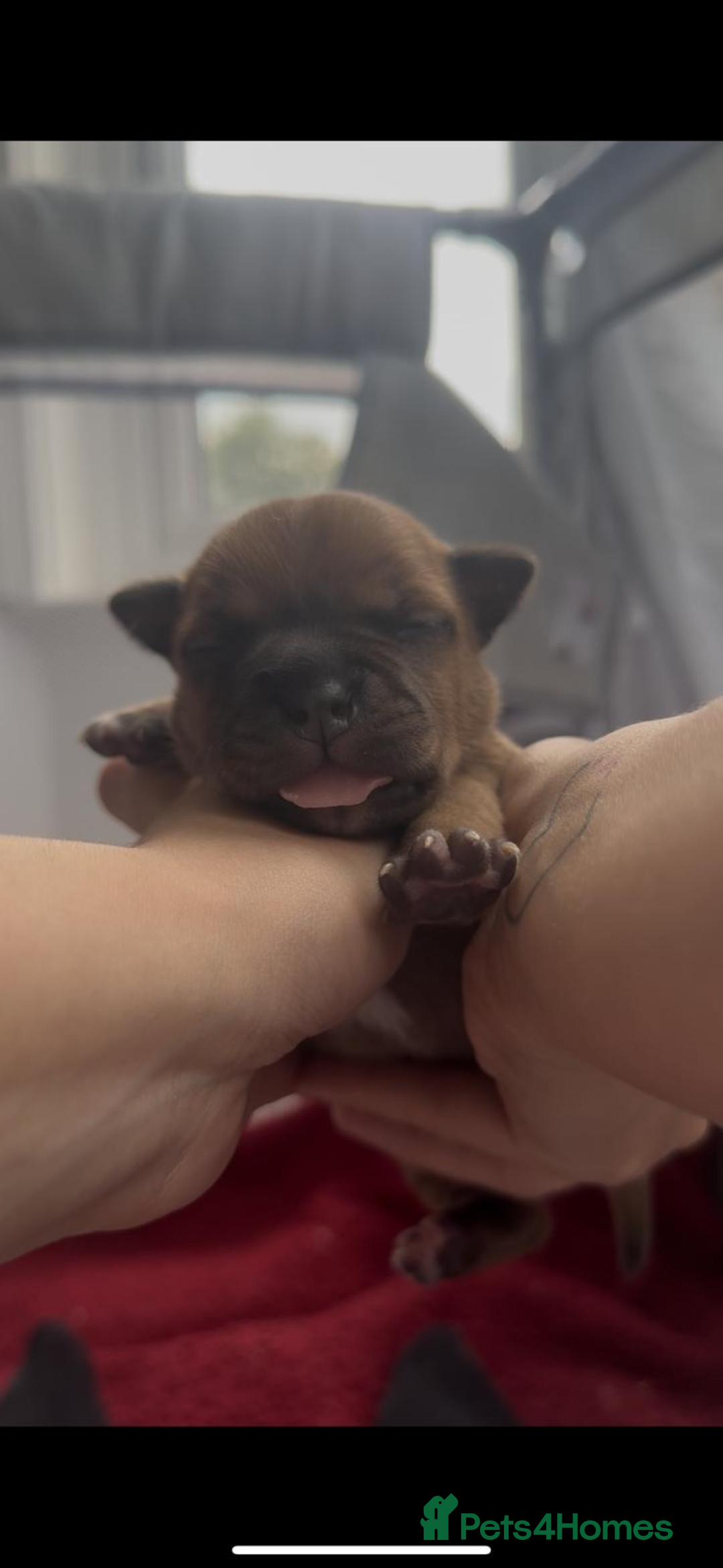 Staffordshire Bull Terrier dogs for sale: Red KC Reg Staffordshire Bull Terrier✨ - Image 7