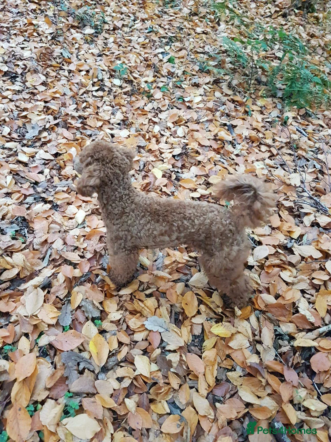 Toy Poodle dogs for stud: ☆Monty - KC Registered TOY POODLE ☆ in Lydney - Advert 10