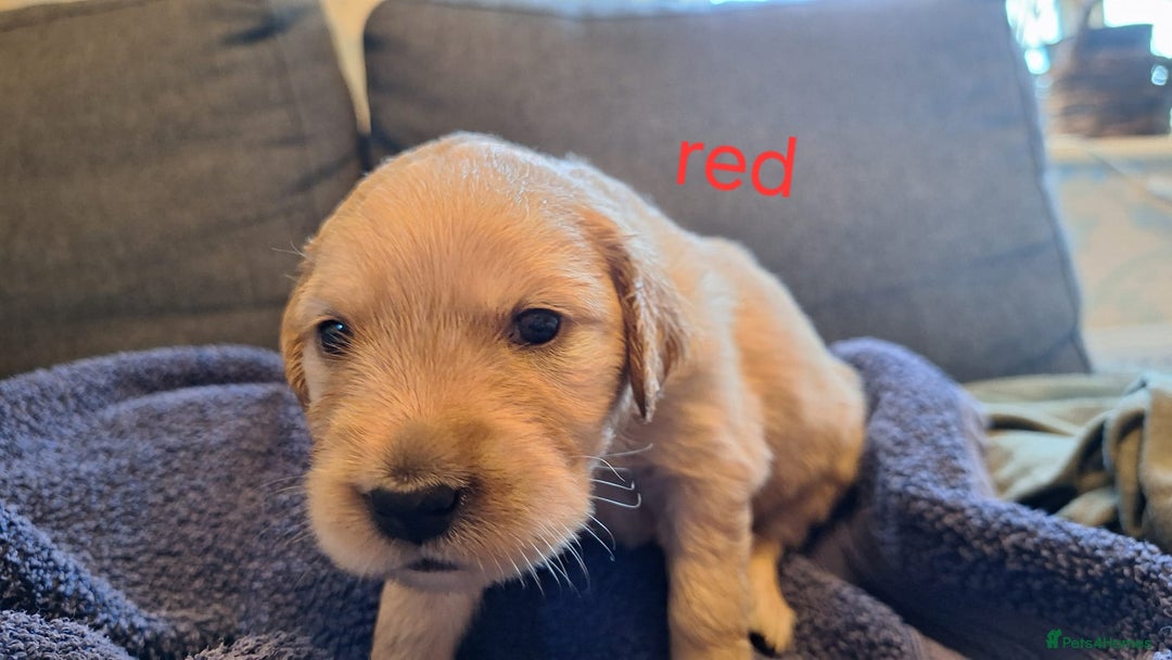 Golden Retriever dogs for sale: Golden Retriever pups - Image 4
