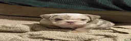 English Bulldog dogs for sale: ⭐️✨ English Bulldogs - KC Registered ⭐️✨ - Advert 3