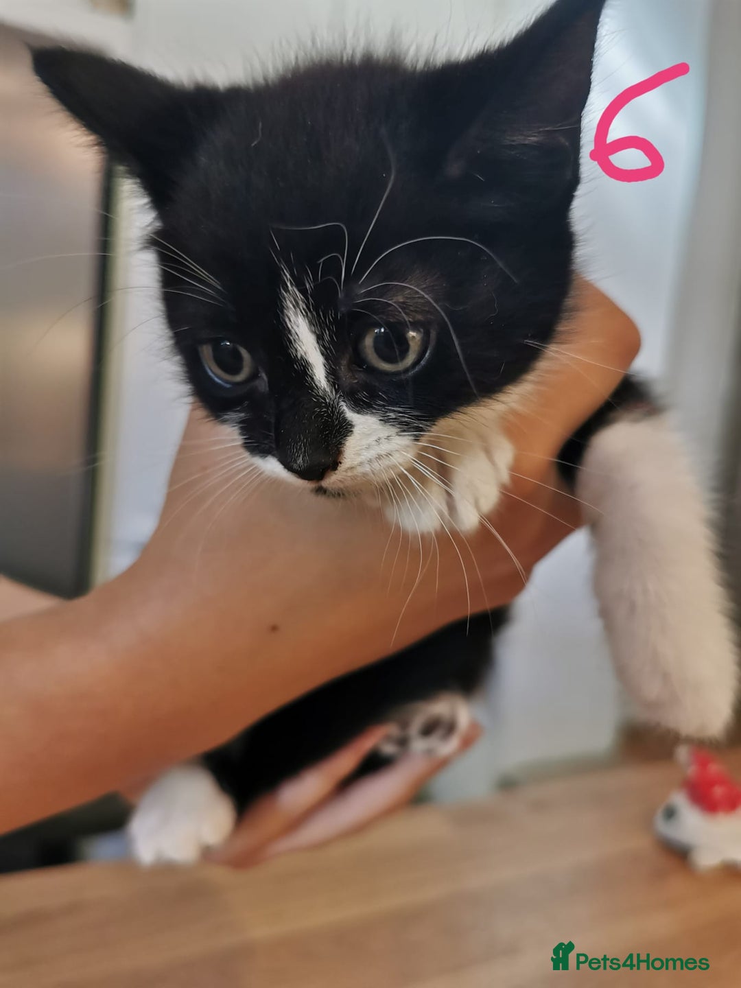 Mixed Breed cats for sale: Beautiful kittens ready now - Image 35