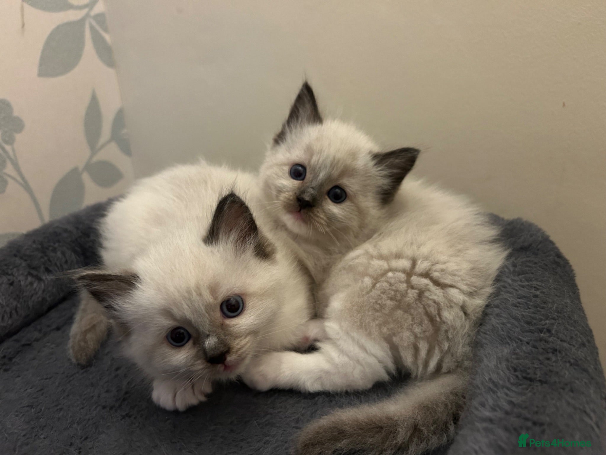 Ragdoll cats 🐾 Pure Ragdoll Kittens 🐾 - Advert 2