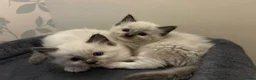 Ragdoll cats for sale: 🐾 Pure Ragdoll Kittens 🐾 in Exeter - Advert 13
