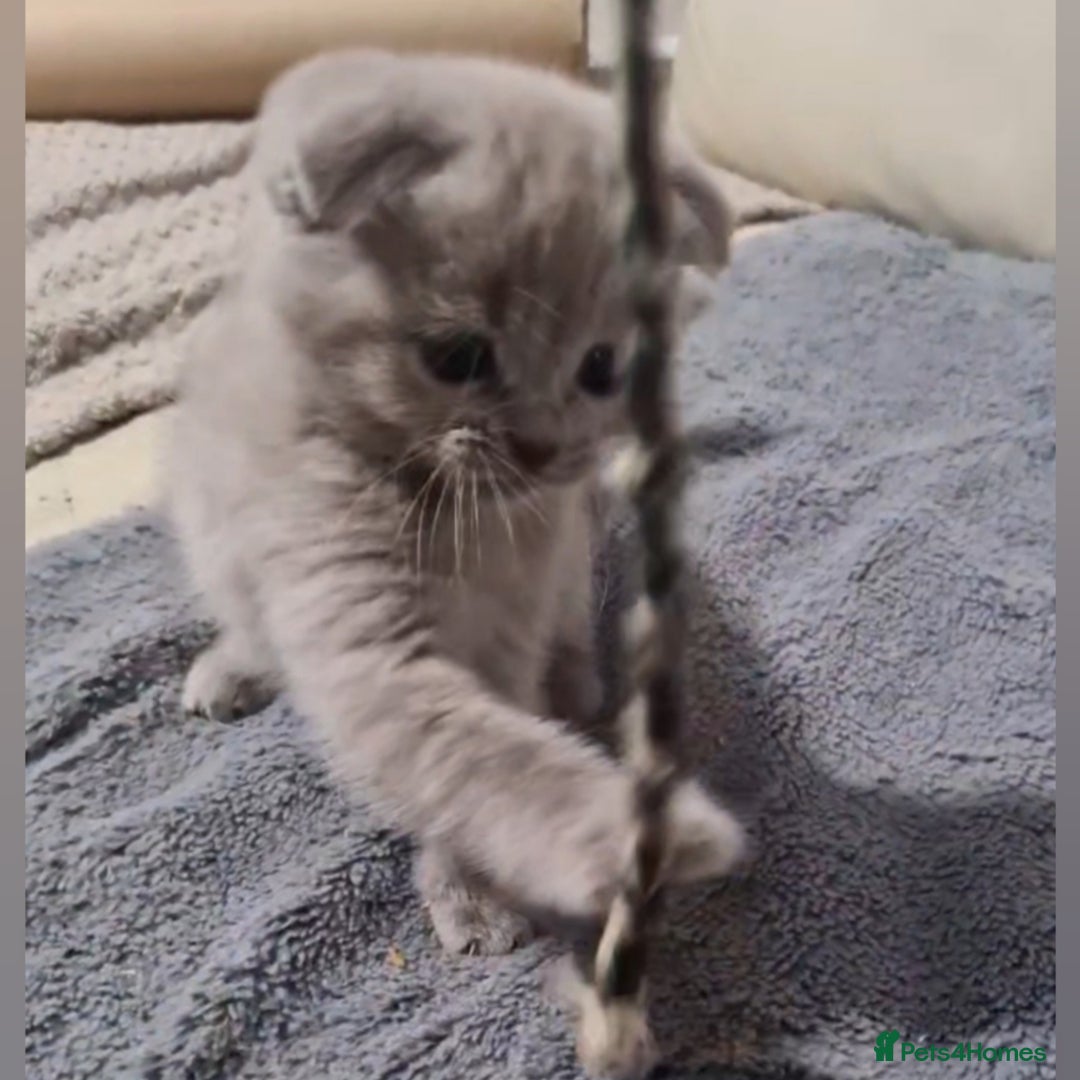 Scottish Fold cats for sale: Scottish fold available  - Image 2