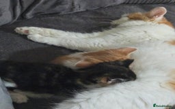 Mixed Breed cats for sale: 2 female 1 male ready for new homes October 1st - Image 6