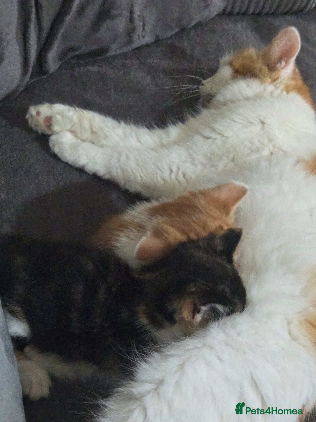 Mixed Breed cats for sale: 2 female 1 male ready for new homes October 1st - Image 6