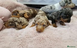 Miniature Dachshund dogs for sale: Only 4 left! Adorable Mini Dachshund Puppies 🐾🐶 - Image 3