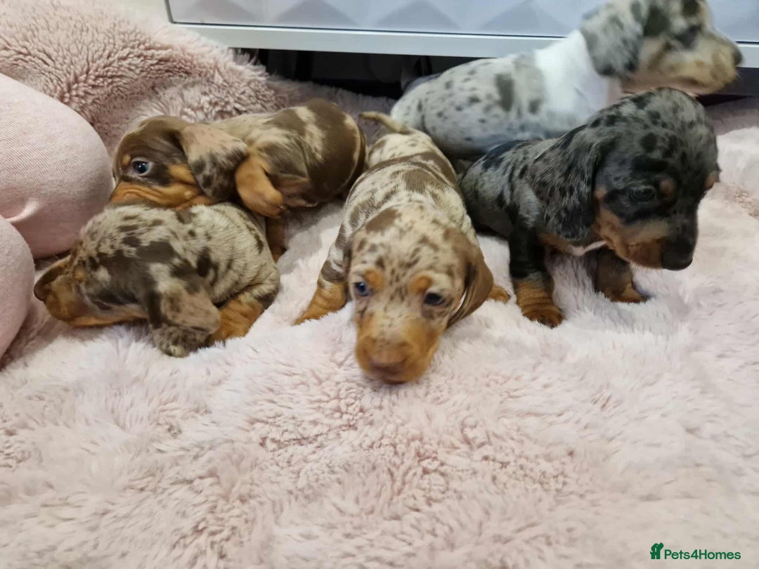 Miniature Dachshund dogs for sale: Only 4 left! Adorable Mini Dachshund Puppies 🐾🐶 - Image 3