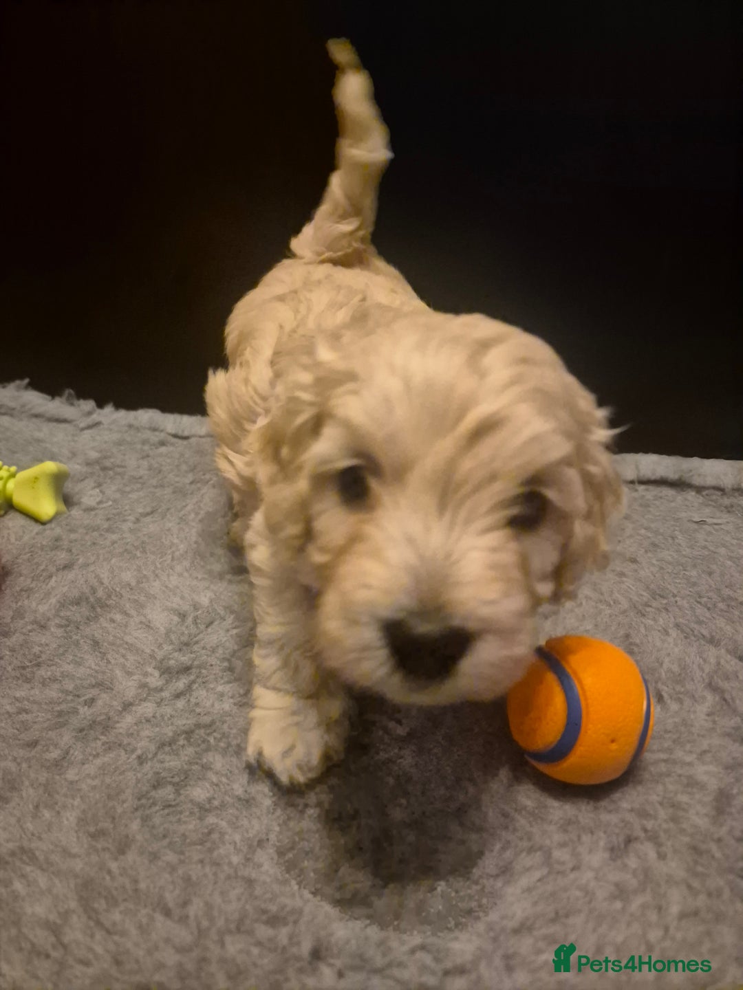 Labradoodle dogs for sale: Stunningly adorable f2b labradoodles! - Advert 9