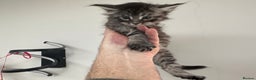 Maine Coon cats for sale: A litter of 7 Beautiful Maine coon kittens - Advert 34