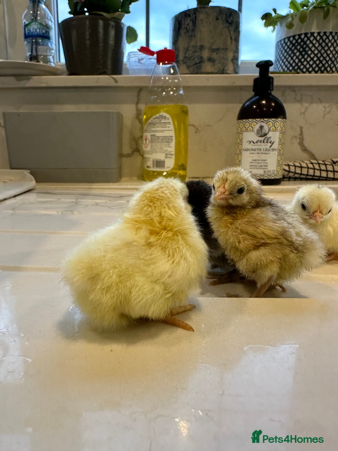 Chickens poultry for sale: Serama x silkie chicks ultra soft, fluffy and tiny - Image 7