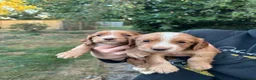 Cocker Spaniel dogs for sale: Working cocker spaniels  - Advert 5