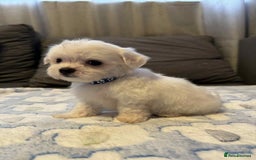 Maltese dogs for sale: Maltese puppies - Image 2