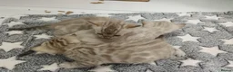 Bengal cats for sale: F6 Tica Reg Bengals - Advert 6
