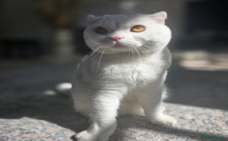 Scottish Fold cats - Advert 2