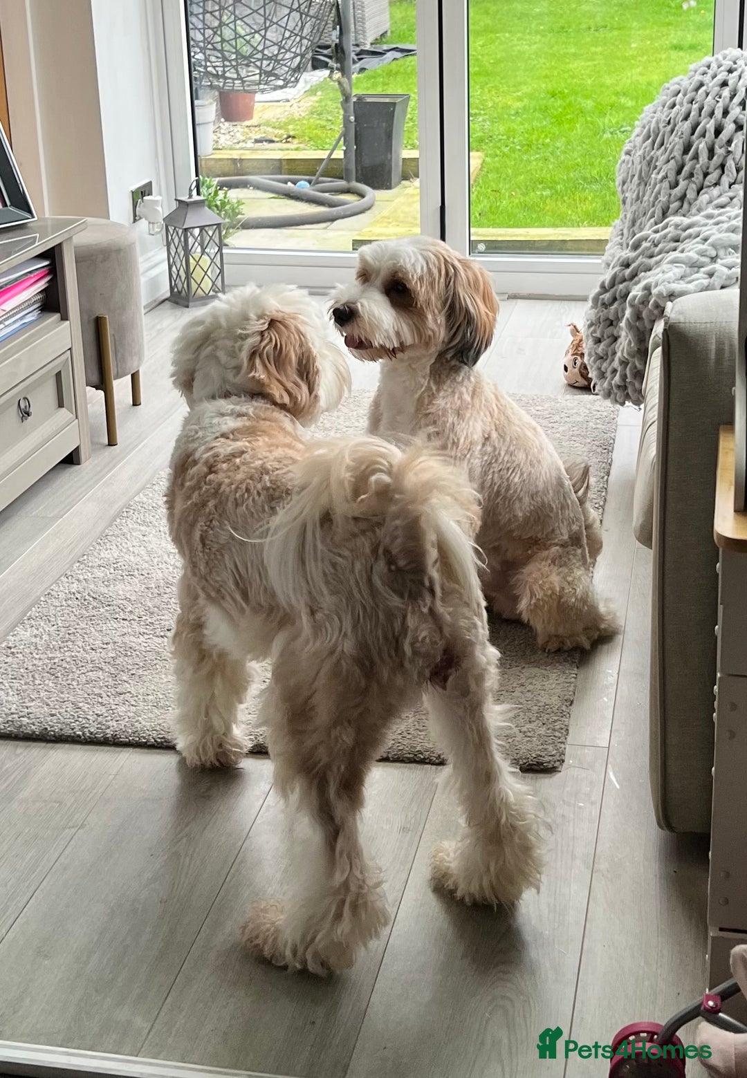 Tibetan Terrier dogs for sale: Beautiful Tibetan Terrier Puppy 9 months old - Image 6