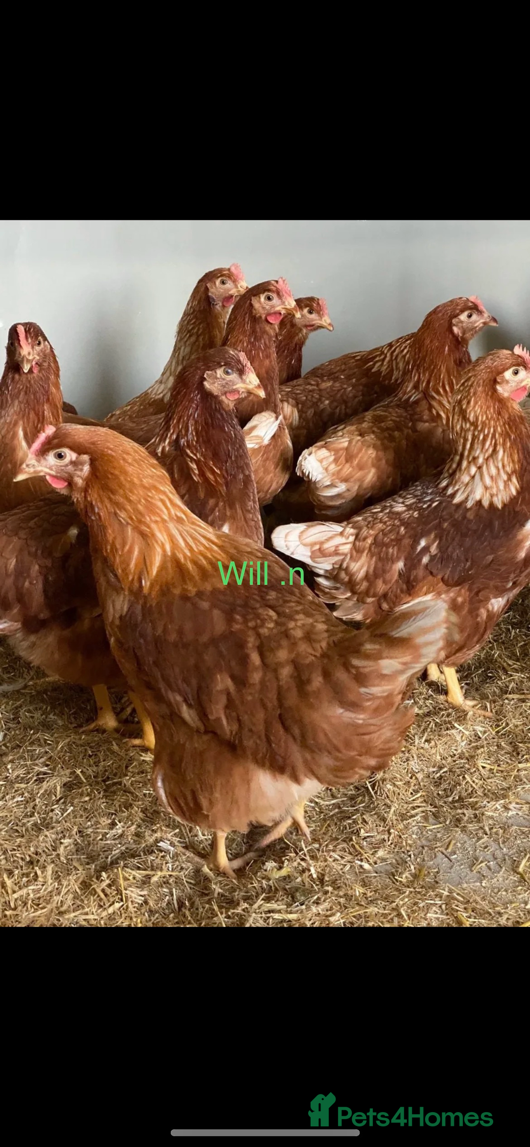 Chickens poultry for sale: Point of lay warrens / lohmann browns  - Advert 2