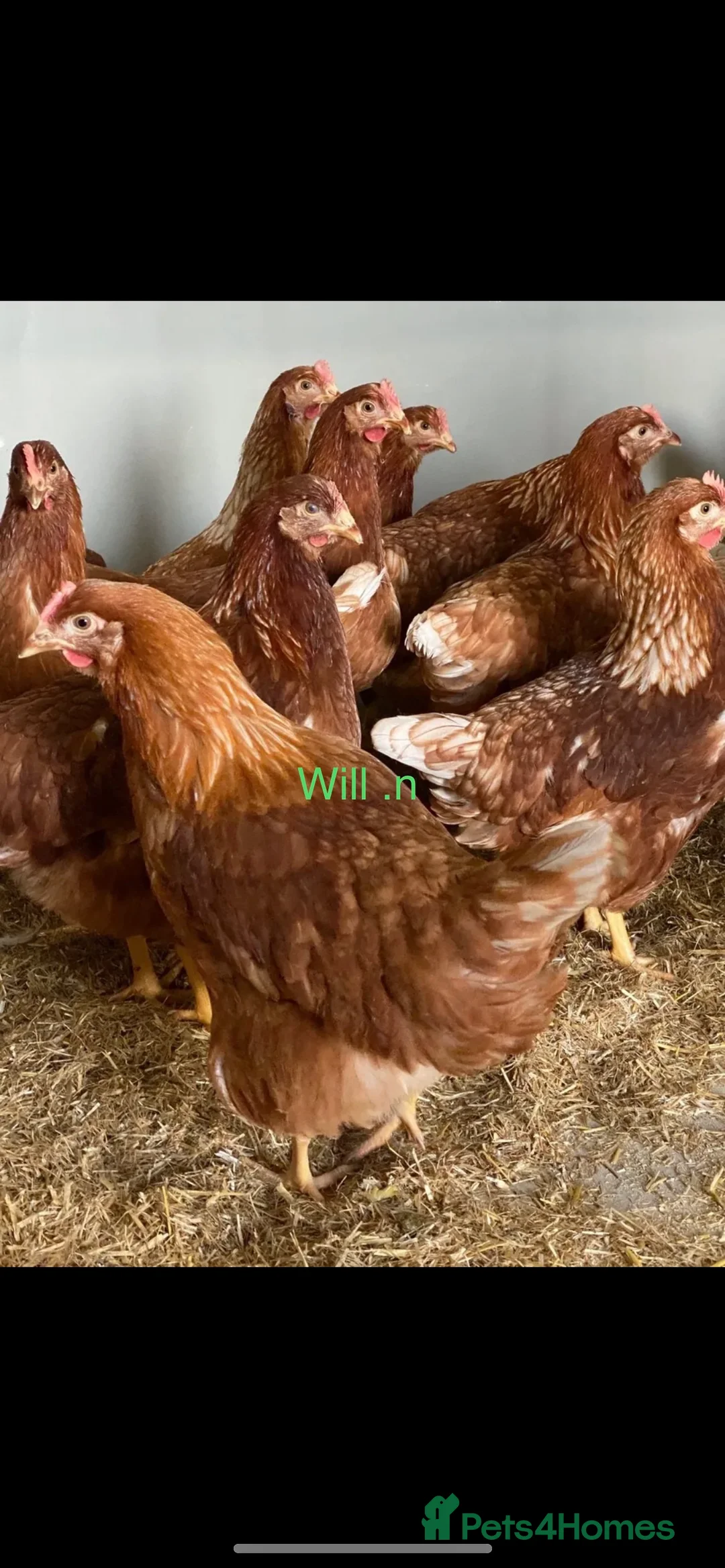 Chickens poultry for sale: Point of lay warrens / lohmann browns  - Advert 2