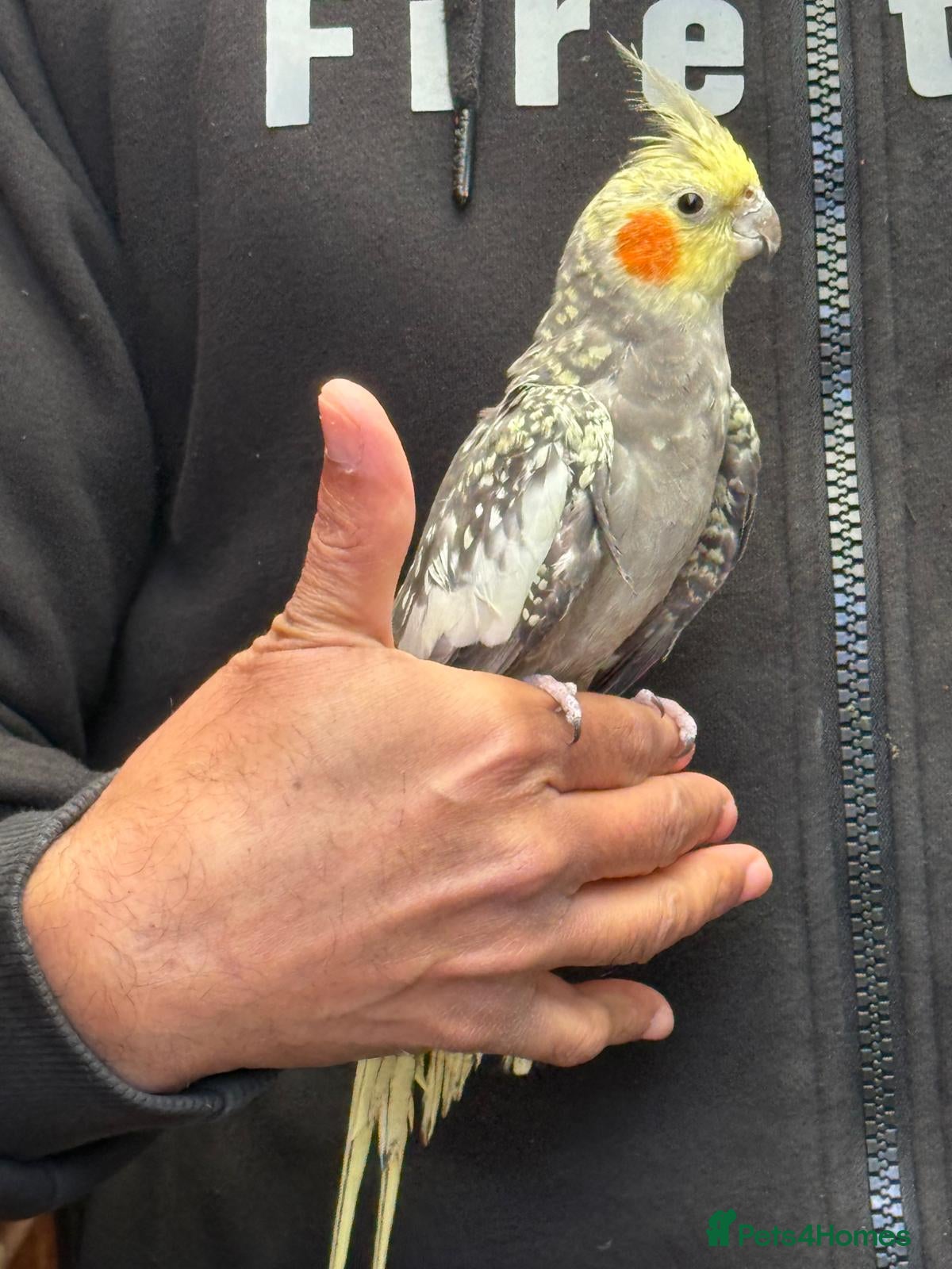 Cockatiels birds Super hand tamed cockatiel for sale  - Advert 18