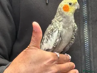Cockatiels birds Super hand tamed cockatiel for sale - Advert 18