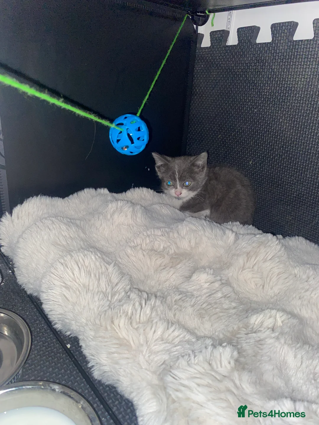 Mixed Breed cats for sale: Their name are Ben and Gerald in Milton Keynes - Advert 2