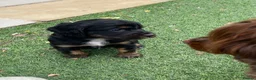 Cocker Spaniel dogs for sale: Beautiful working cocker spaniel puppies - Advert 13