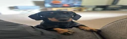 Dachshund dogs for sale: Wiredhaired dachshund  - Advert 4