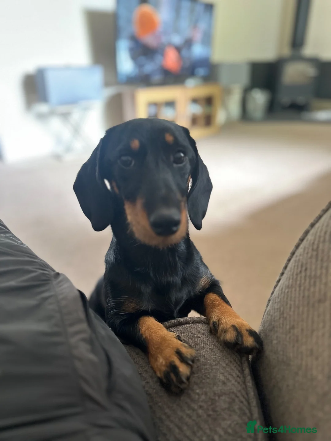 Dachshund dogs for sale: Wiredhaired dachshund  - Advert 4