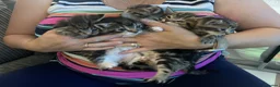 Mixed Breed cats for sale: Beautiful litter of kittens  - Advert 2