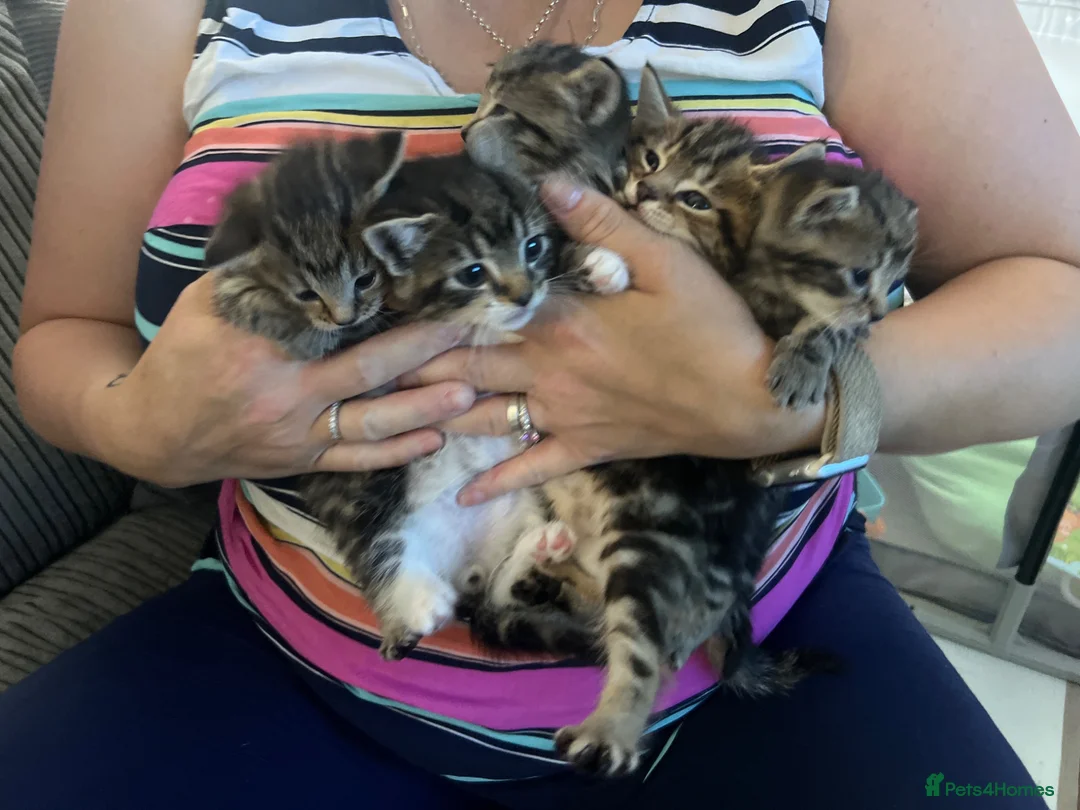 Mixed Breed cats for sale: Beautiful litter of kittens  - Advert 2