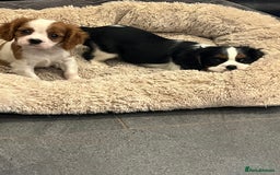 Cavalier King Charles Spaniel dogs for sale: Stunning Cavalier Puppies - Image 15