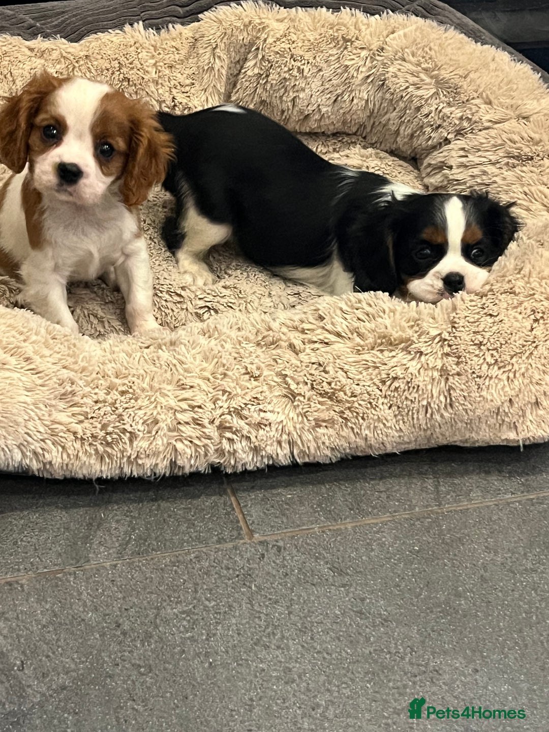 Cavalier King Charles Spaniel dogs for sale: Stunning Cavalier Puppies - Image 15