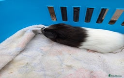 Guinea Pig rodents for sale: Swiss baby guinea-pigs  - Image 7