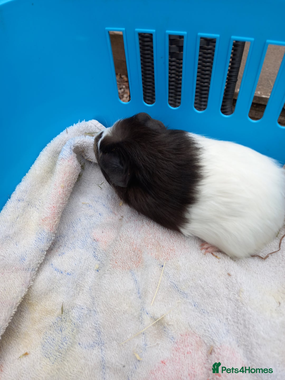 Guinea Pig rodents for sale: Swiss baby guinea-pigs  - Image 7