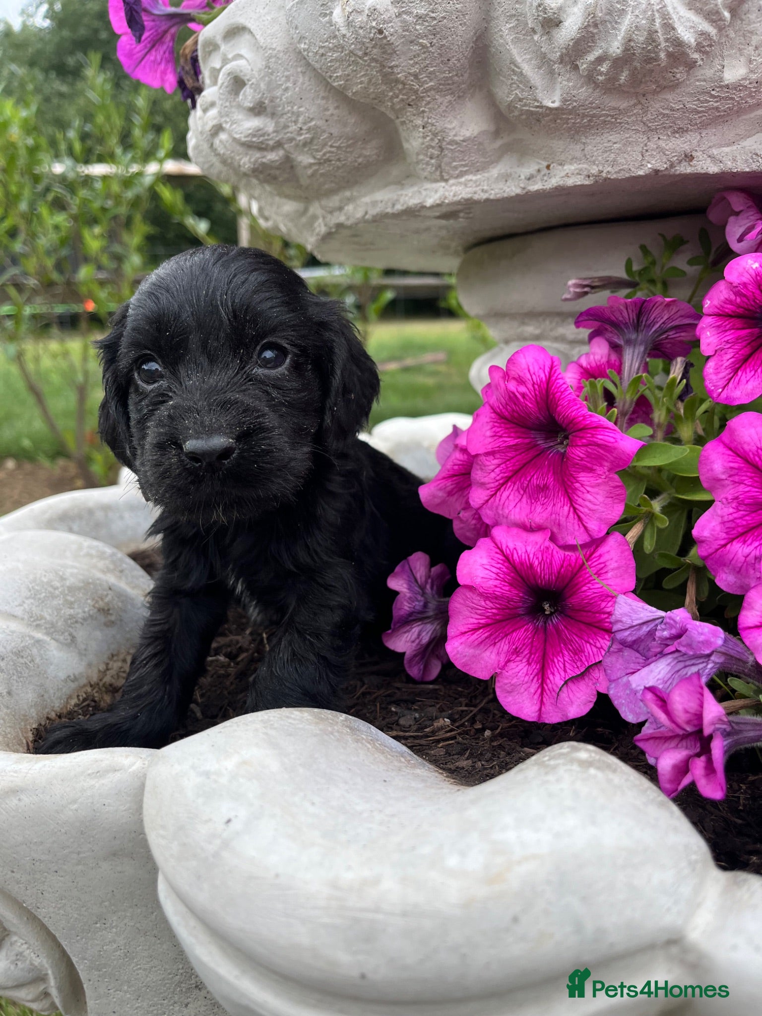 Cocker Spaniel dogs Working cocker spaniel puppies  - Advert 2