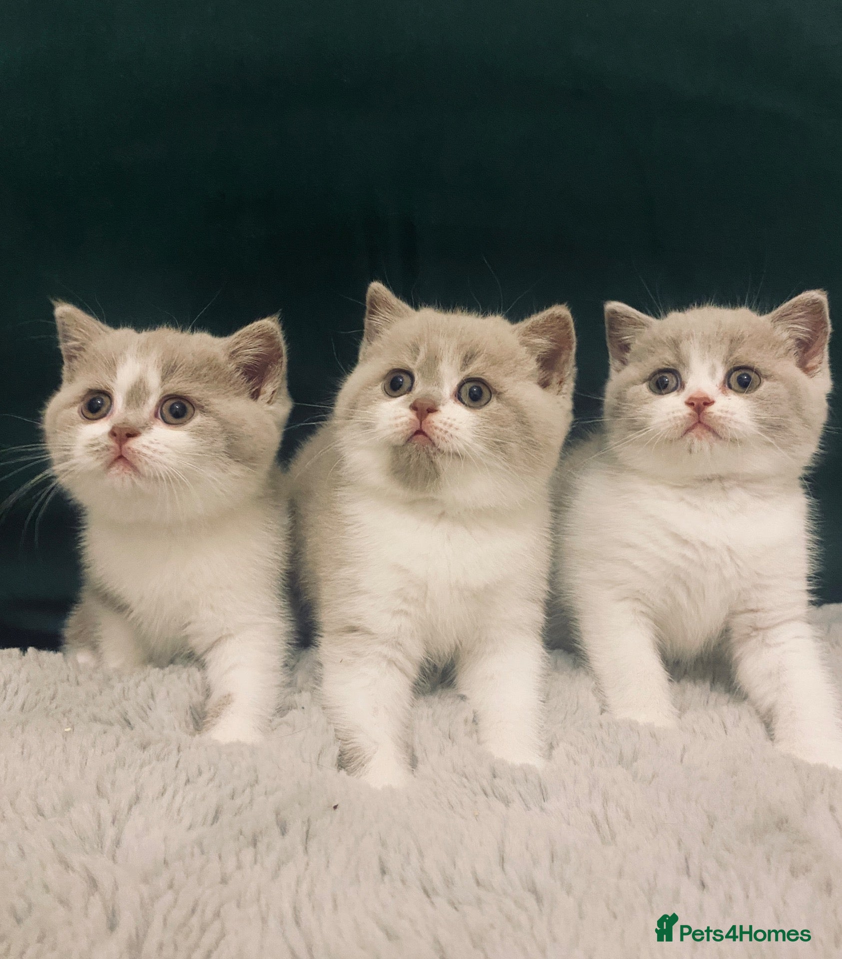 British Shorthair cats TICA Fawn/Cinnamon Bio colour kittens 💛 - Advert 2