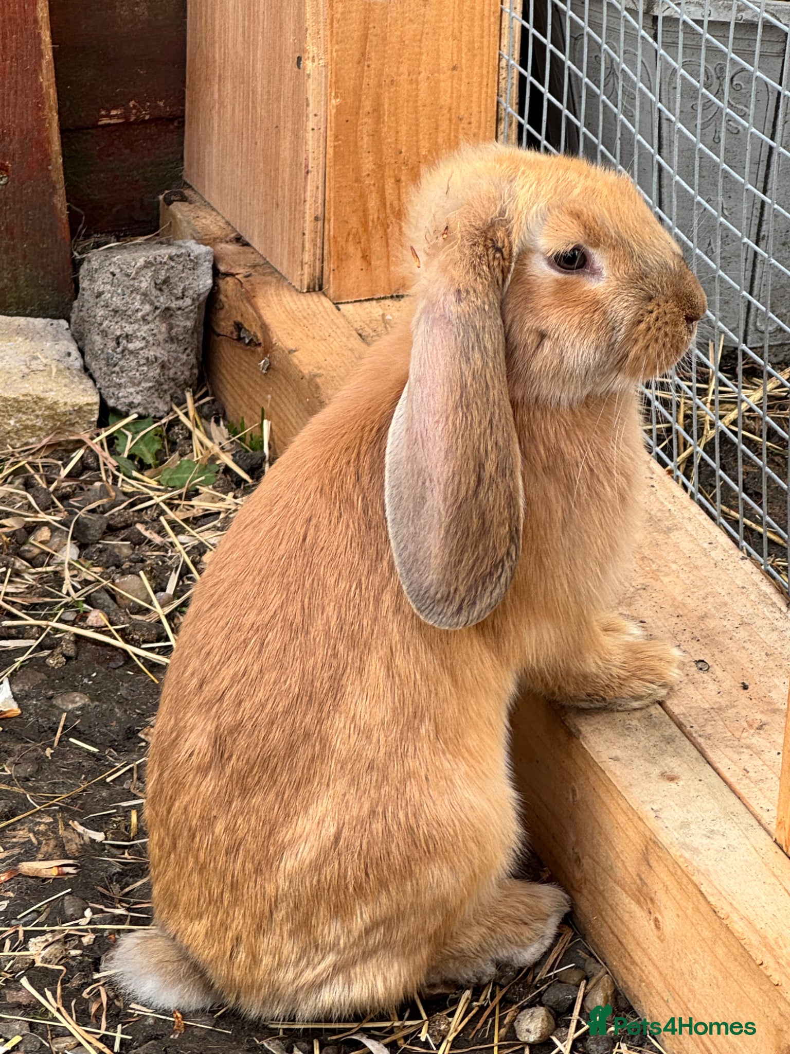 Continental Giant rabbits Giant conti with giant french lop - Advert 1