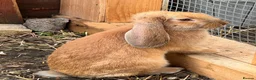 Continental Giant rabbits for sale: Giant conti with giant french lop - Advert 1