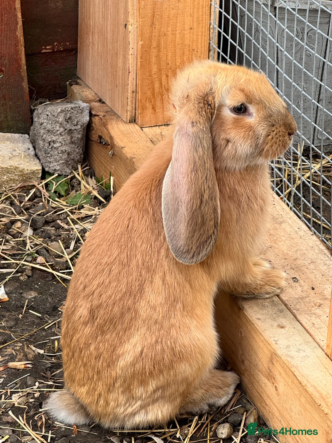 Continental Giant rabbits for sale: Giant conti with giant french lop - Advert 1