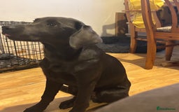 Labrador Retriever dogs for sale: KC Registered Charcoal Labrador  - Image 6