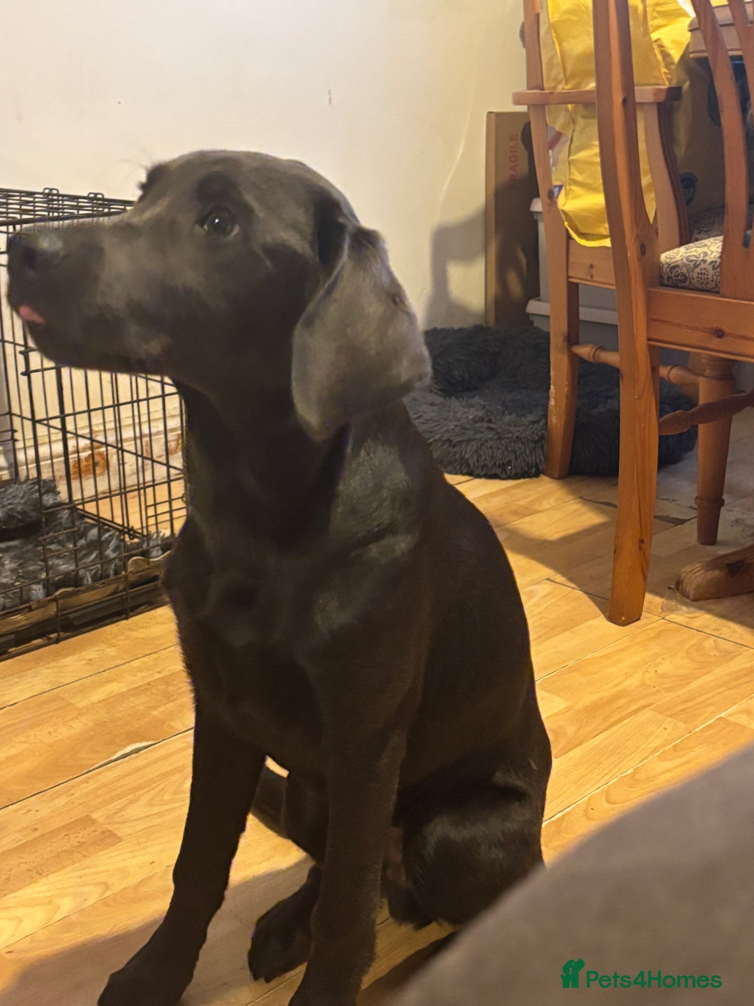 Labrador Retriever dogs for sale: KC Registered Charcoal Labrador  - Image 6