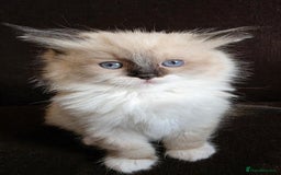 Ragdoll cats for sale: Adorable Seal Point Bicolour Ragdoll Kittenss - Advert 3
