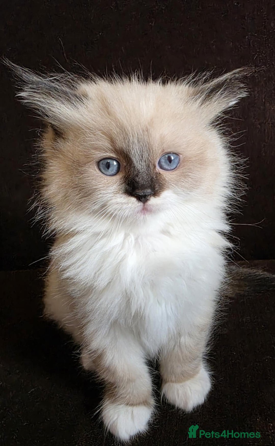 Ragdoll cats for sale: Adorable Seal Point Bicolour Ragdoll Kittenss - Advert 3