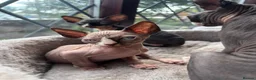 Sphynx cats for sale: 3 Sphynx kittens - Advert 5