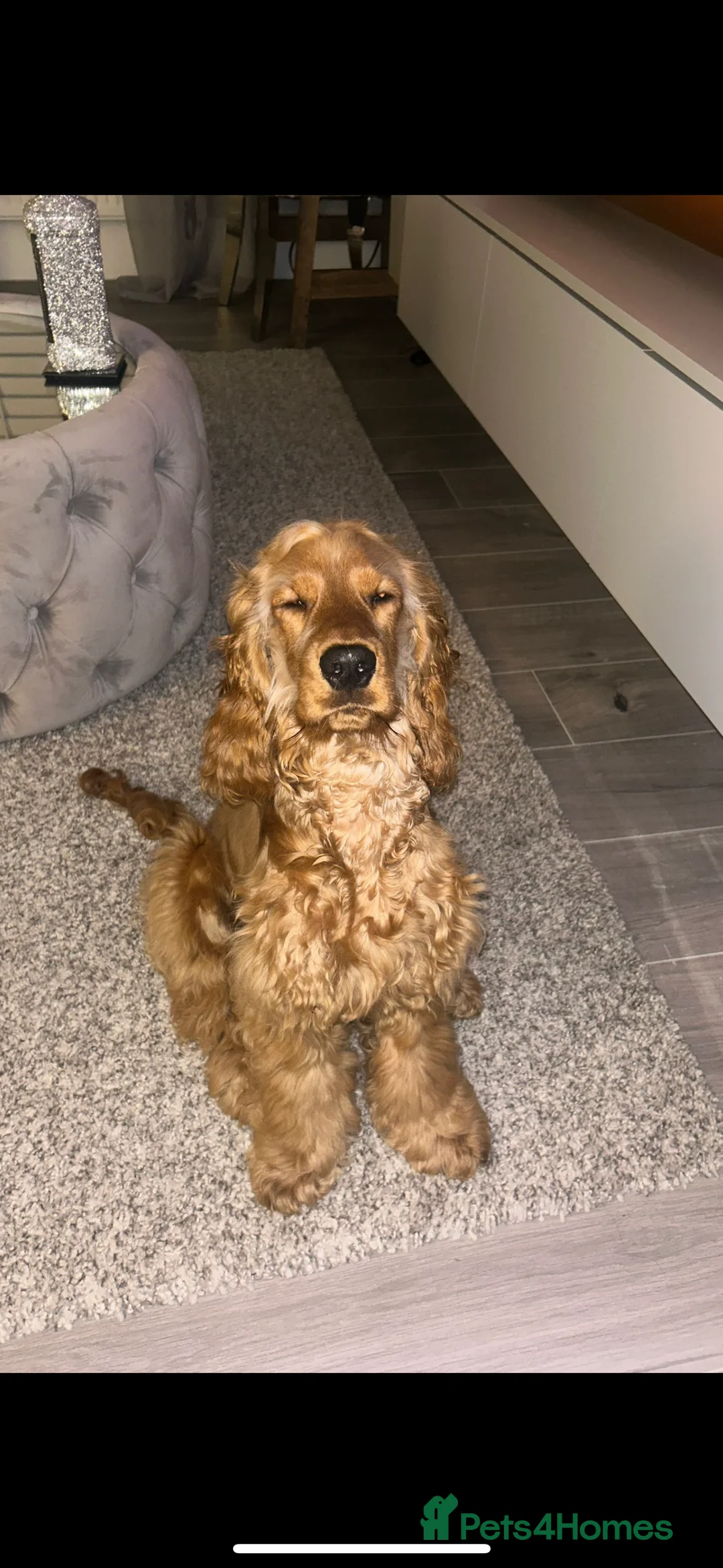 Cocker Spaniel dogs for sale: Beautiful show cocker spaniel - Advert 3